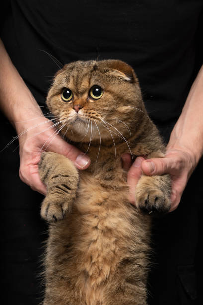 istock Portrait of a ginger British fold cat 1618924413