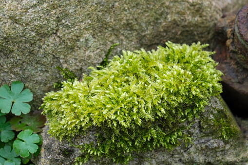 Vibrant green hypnum cupressiforme, cypress-leaved plaitmoss or hypnum moss on a stone in early spring.This moss is also often called Bird's-claw Beard Moss. Image with copy space.