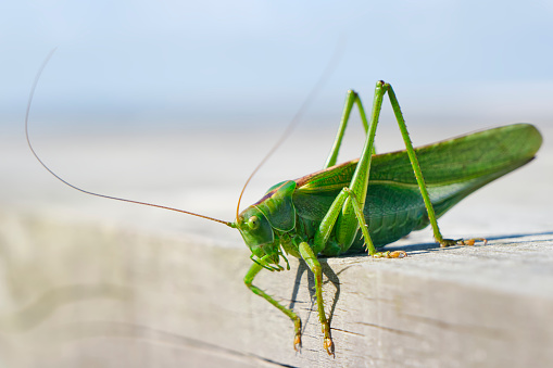 A great green saber-grasshopper or Tettigonia viridissima on a wooden beam. This species is also simply referred to as green sable locust or great green grasshopper. Image with copy space.