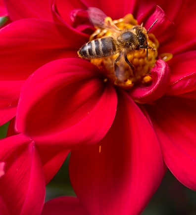 Pink peony with bee