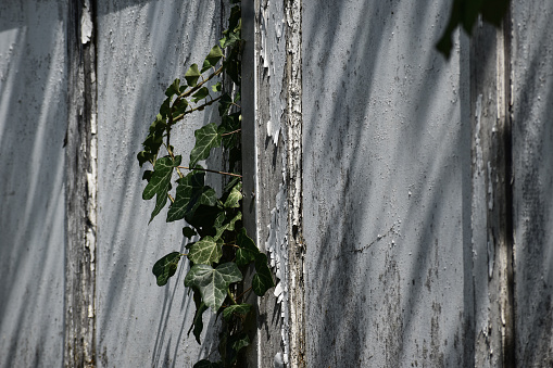 Ivy vines growing through an old and abandones white painted door that paint is peeling off