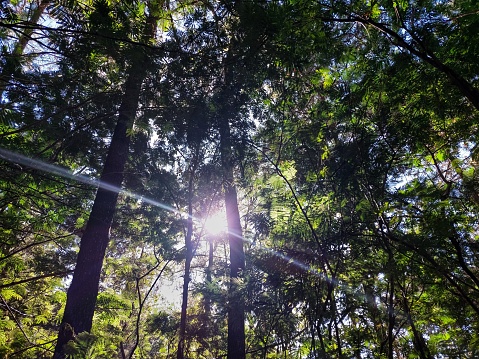 view of tall and lush trees from below with sunlight shining through