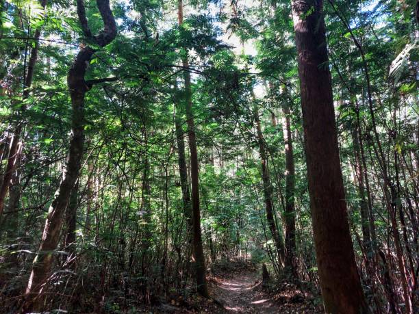 istock view of tall and lush trees from below 1618939256