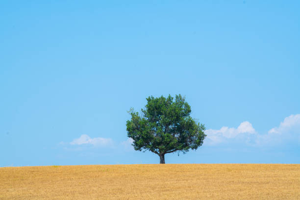 istock Majestic tree against blue sky and wheat field in summer 1618940876