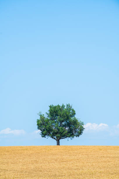 istock Majestic tree against blue sky and wheat field in summer 1618940879