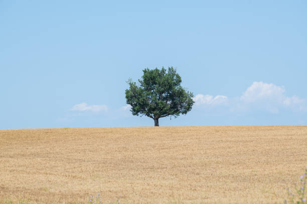 istock Majestic tree against blue sky and wheat field in summer 1618940880