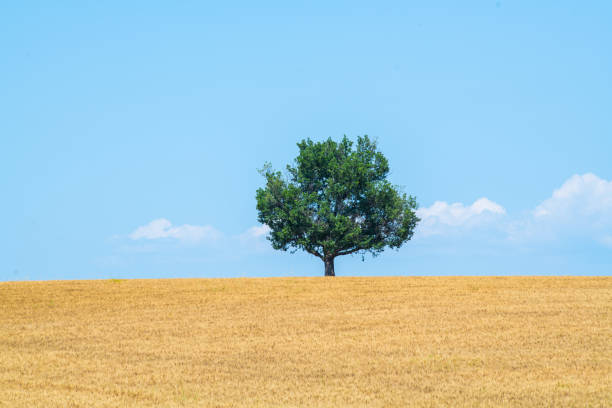istock Majestic tree against blue sky and wheat field in summer 1618940881