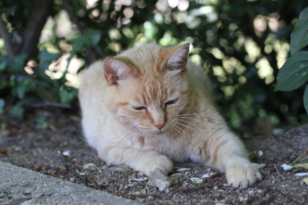 istock ginger cat outdoors with green plants garden 1618941429