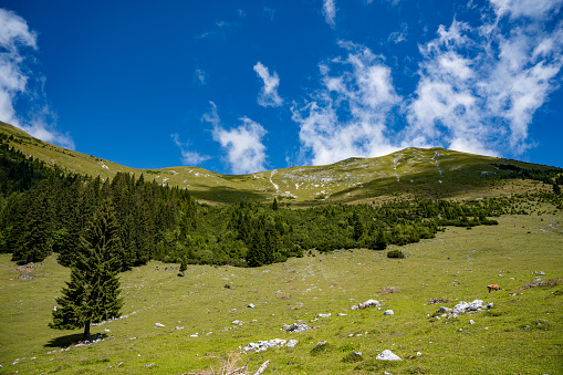Scenic panoramic view of idyllic rolling hills landscape with blooming meadows and snowcapped alpine mountain peaks in the background on a beautiful sunny day with blue sky and clouds in summertime