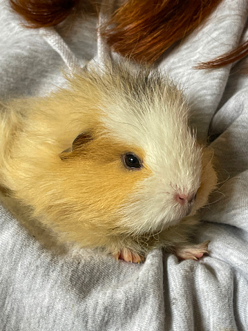 Stock photo showing close-up view of a young sow (female), short haired Swiss guinea pig (Cavia porcellus) being fed a dandelion leaf whilst being held by an unrecognisable person. The Swiss cavy breed is a cross between the Rex and Teddy breeds and are considered to be one of the friendlier breeds.