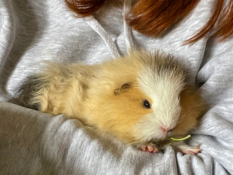 Stock photo showing close-up view of a young sow (female), short haired Swiss guinea pig (Cavia porcellus) being fed a dandelion leaf whilst being held by an unrecognisable person. The Swiss cavy breed is a cross between the Rex and Teddy breeds and are considered to be one of the friendlier breeds.