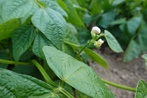 bean cultivation. climbing bean. bean flower, green beans in backyard garden at home