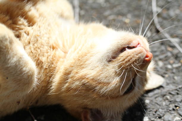 istock ginger cat outdoors with green plants garden 1618950207