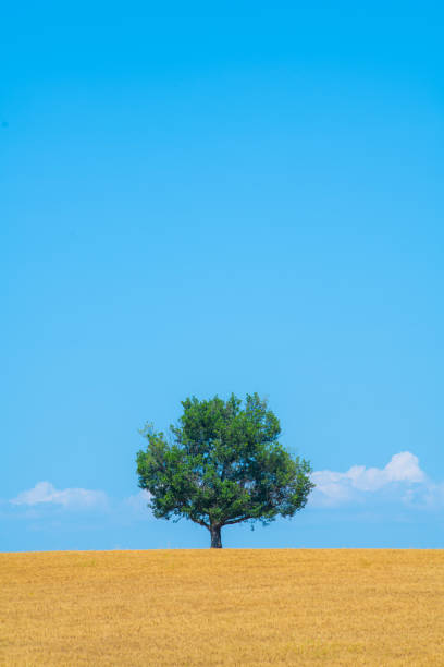 istock Majestic tree against blue sky and wheat field in summer 1618955185