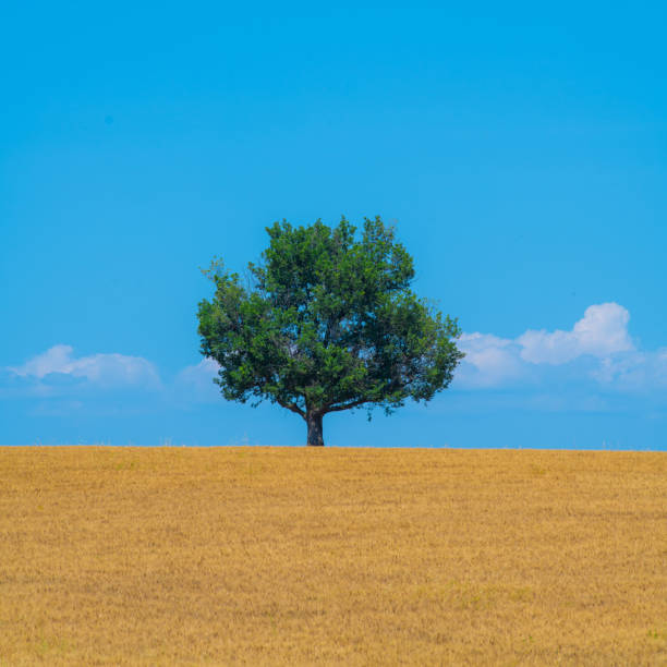 istock Majestic tree against blue sky and wheat field in summer 1618955186