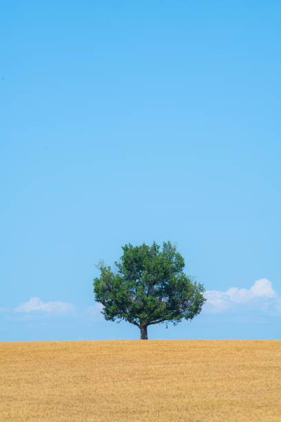 istock Majestic tree against blue sky and wheat field in summer 1618955187