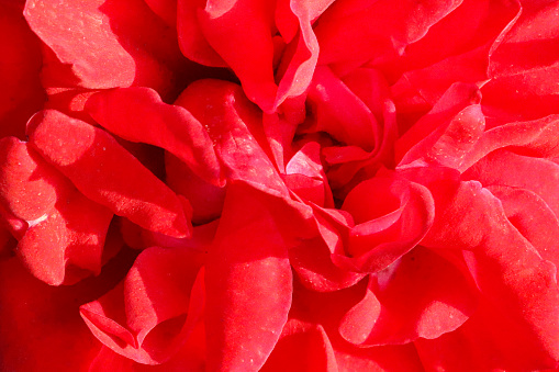 Stock photo showing close-up view of red rose growing outdoors in garden.