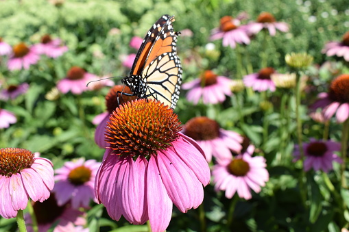 Butterfly on Purple Coneflower