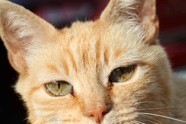 istock ginger cat outdoors with green plants garden 1618969466