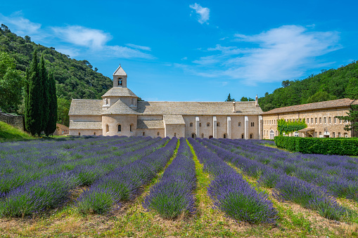 Senanque Abbey Gordes Provence Lavender fields, Notre-Dame de Senanque, blooming purple-blue lavender fields Luberon France, Europe, High quality photo