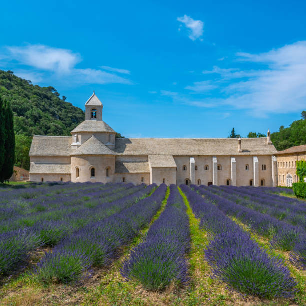 istock Senanque Abbey Gordes Provence Lavender fields, Notre-Dame de Senanque 1618975535