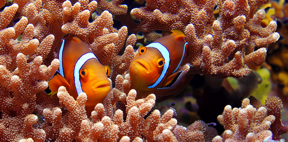 clown fish and coral underwater anemone fish life in the sea 3d illustration