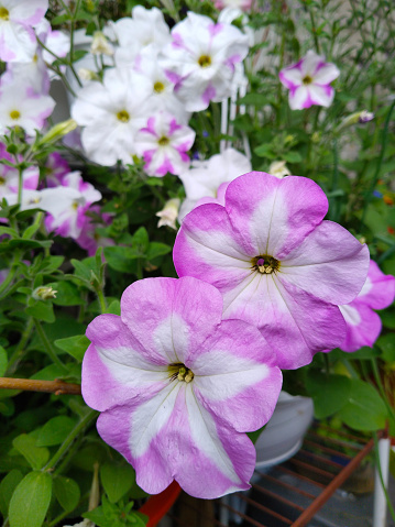 Petunia grandiflora Pink white background. Popular bright flowers in city. Blooming Garden on balcony. Home Gardening. Comfortable urban environment. Green ecology area. Sustainable Living. Flower bed