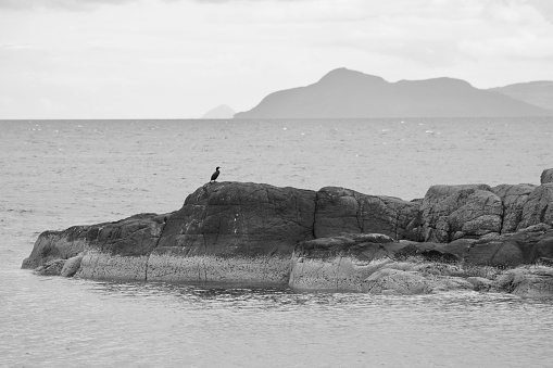 Cormorant sitting on rocks on the south end of the Isle of Bute with the Island of Arran in the distance.