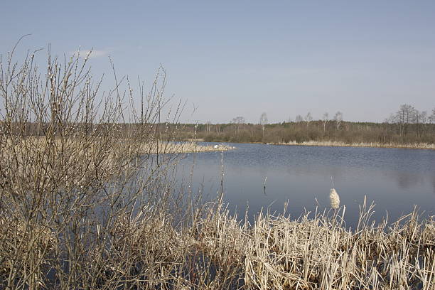 Early spring on the wild lake stock photo