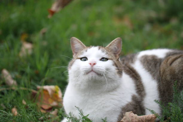 istock tabby and white cat outdoors with green plants garden 1618997149