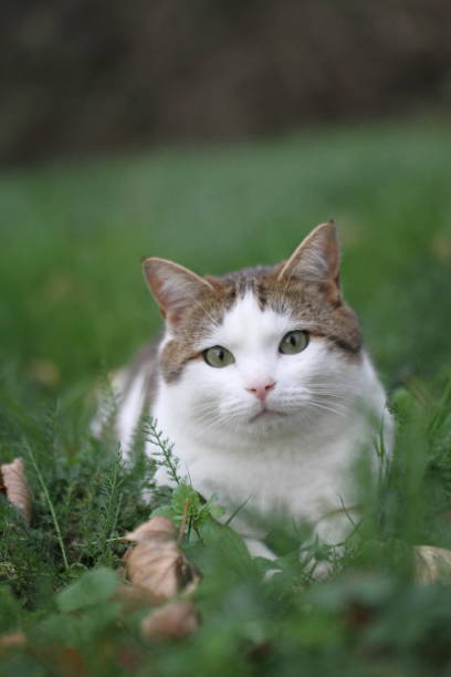 istock tabby and white cat outdoors with green plants garden 1618997151