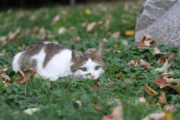 istock tabby and white cat outdoors with green plants garden 1618998787