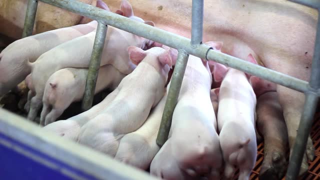 Newborn piglets suckling milk from a mother pig in pork farm