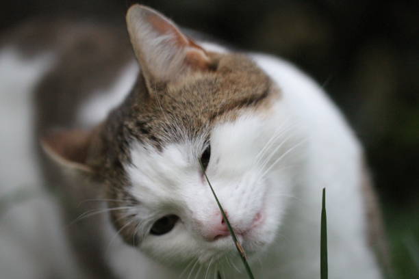 istock tabby and white cat outdoors with green plants garden 1619009355
