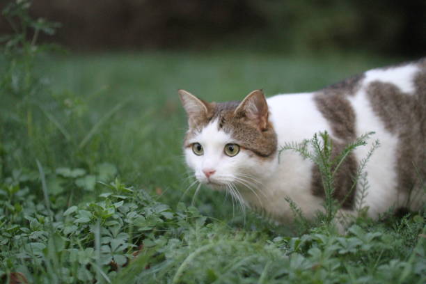 istock tabby and white cat outdoors with green plants garden 1619010456