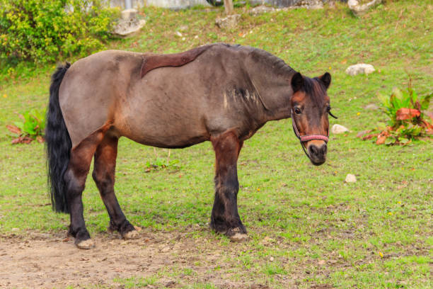 istock Horse grazing on a green alpine meadow 1619023236