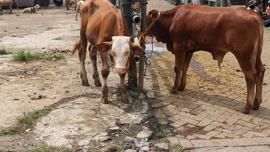 a group of cows tied to a rope in a pipe barrier at Pasar Pon Ambarawa cattle market