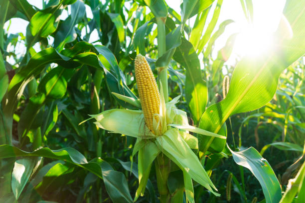 istock Corn cob in organic corn field. Fresh corn on stalk in field. Ripening of corn. Cornfield close-up at the sunset 1619027926