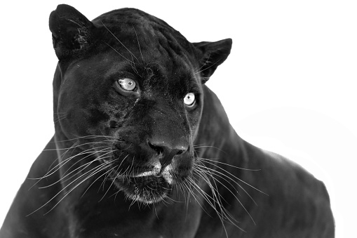 Melanistic jaguar portrait