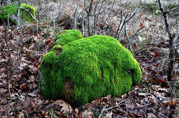 Mossed covered stone stock photo