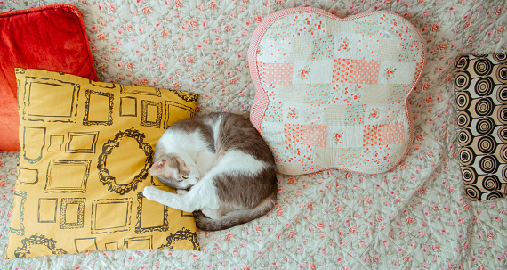 kitten sleeping on yellow pillow, top view angle.