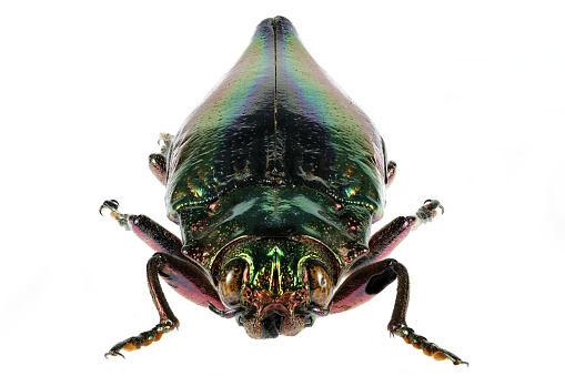 jewel beetle (Cyphogastra javanica) isolated on white background