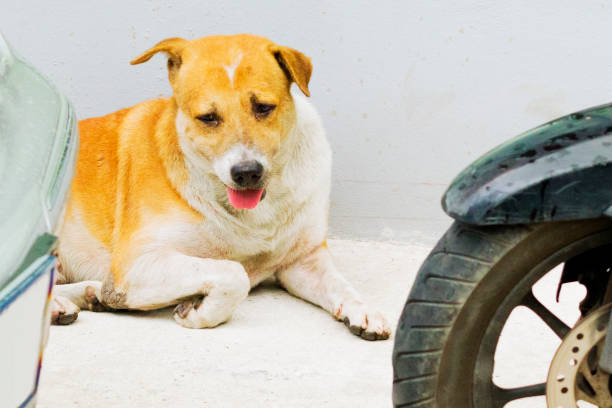 istock Stray dog relaxing between car and motorcycle 1619071639
