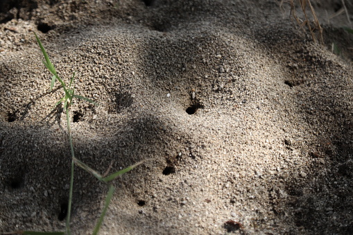 Colony of ants. A path of black ants. Ants in the garden of a private house