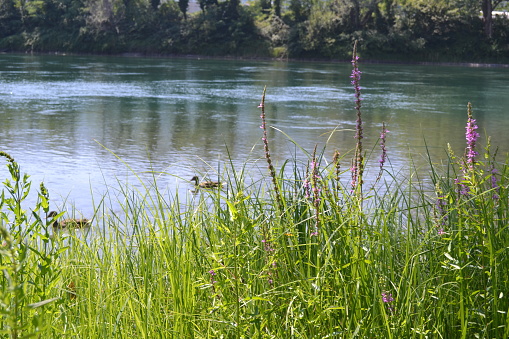 Beautiful sunny summer day on River Adda. Relax and ducks are swimming. Holidays in the natural reserve.