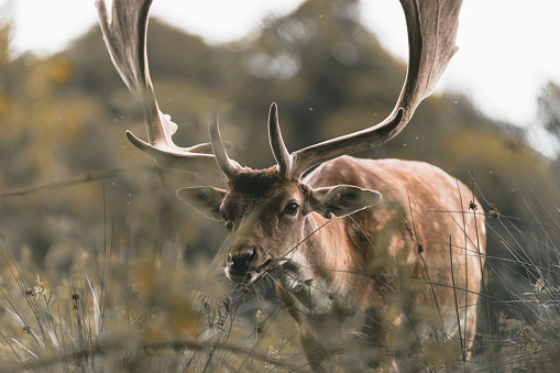 Deers at dunham massey, cheshire, united kingdom