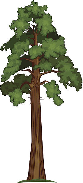 Vector Sequoia Vector illustration of Big Sequoia Tree sequoia tree stock illustrations