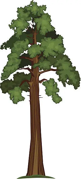 Vector illustration of Vector Sequoia