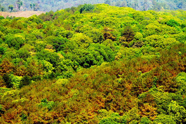 View over forest on mountains in Chiang Mai province