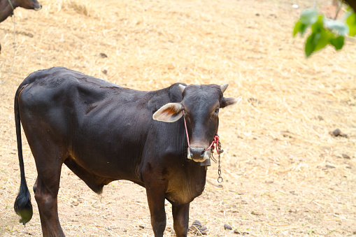 Black colored asian cattle on farm in Chiang Mai province